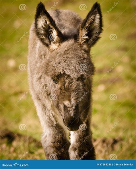 Portrait Of A Adorable Grey Donkey Foal In The Grass Near To Its Mother