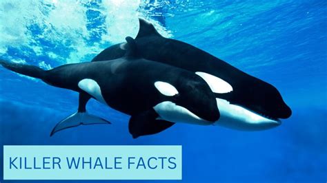 Whale Facts And Information