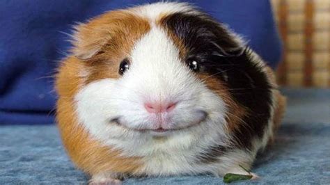Best Templates Cute Funny Guinea Pig Pictures