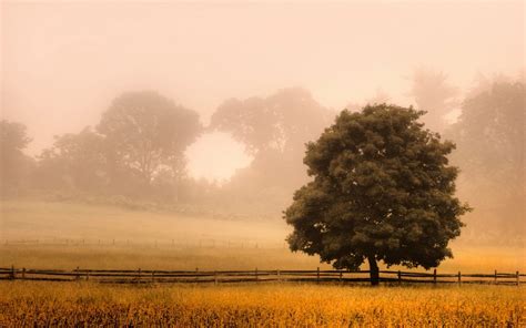 Wallpaper 1920x1200 Px Fence Field Grass Landscape Mist Morning