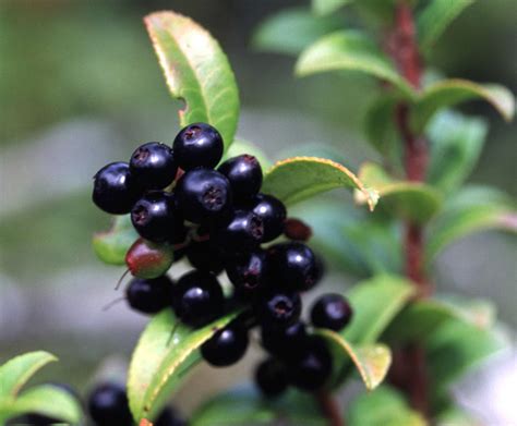 A Quick And Juicy Guide To Berries Of The Northwest The Whole U