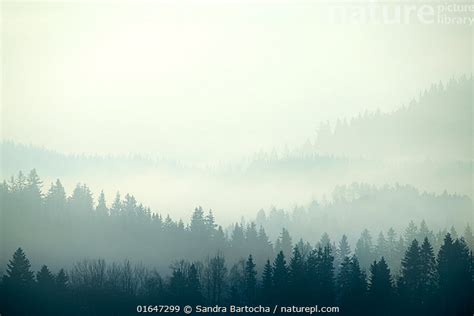 Nature Picture Library Double Exposure Of Forests In Vellamelen Norway