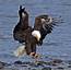 Eagle Landing 3 Photograph By Evergreen Photography