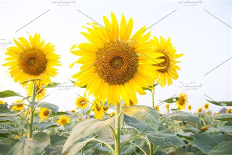 Sunflower in sunflower field in 2020 | Sunflower fields, Sunflower, Field