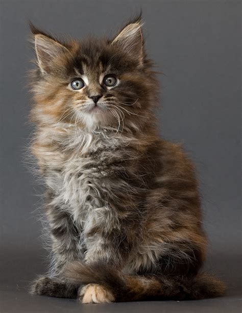 Maine Coon Cats Cute Cats