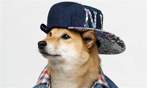 120 Rapper Dog Names Inspired By Rap Music