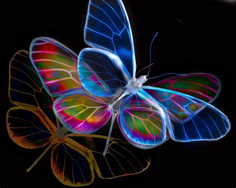 Neon Butterfly Desktop Wallpaper Wallpapersafari