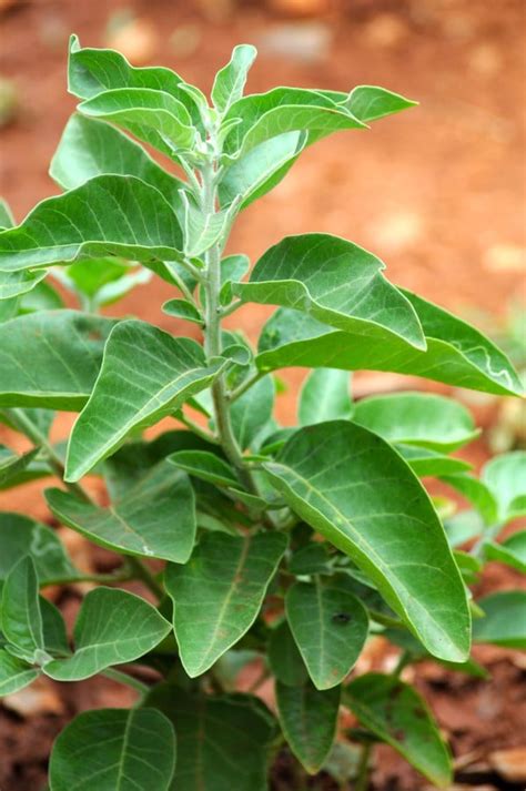 How To Grow Ashwagandha Step By Step 2 Methods Guide