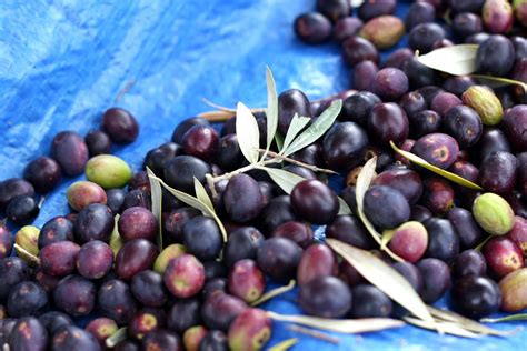 How To Cure Fresh Olives At Home Wandering Spice