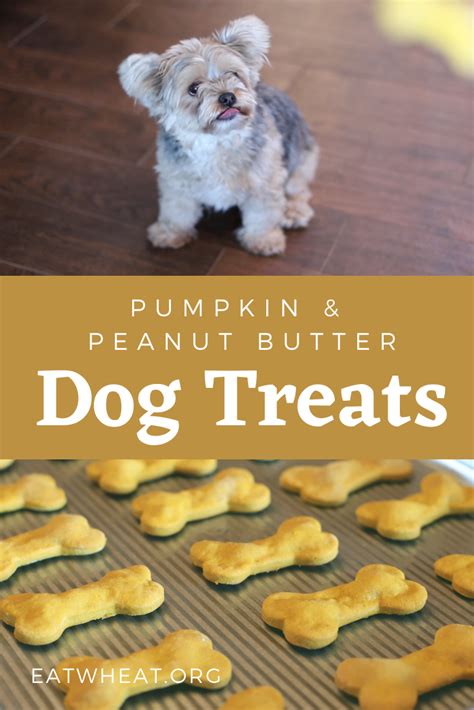 Pumpkin Dog Treats Homemade Dog Treats Healthy Homemade Healthy Dog