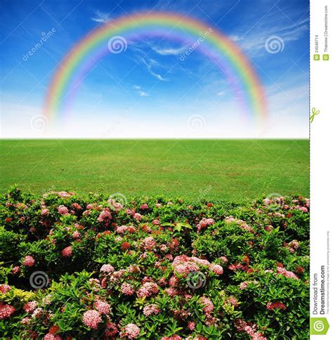 Garden Pink Flower Lawn Blue Sky Stock Photo Image Of Outdoors