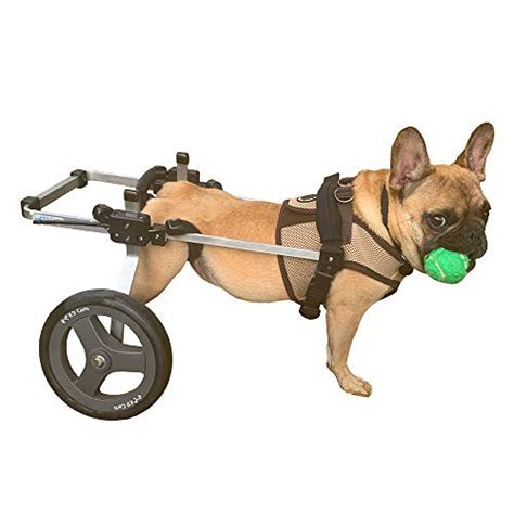 Top 6 Best Small Dog Wheelchairs Reviews 2022