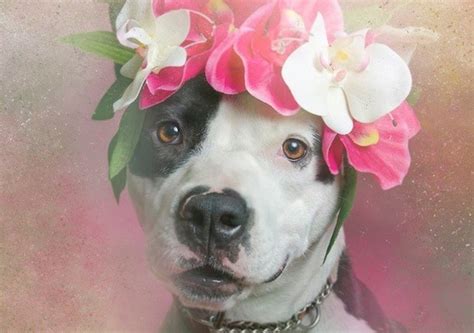 These Dreamy Creations Of Pit Bulls And Flowers Are Helping To Save
