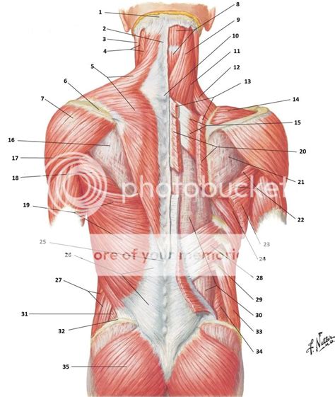 Lower Back Muscular Anatomy