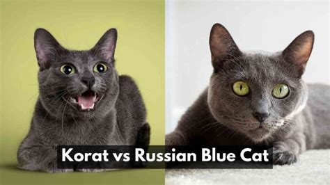 Korat Vs Russian Blue Cat A Comprehensive Comparison