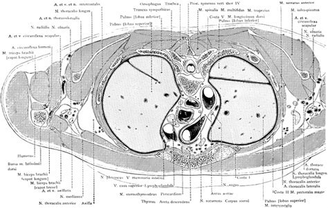 Cross Section Of The Trunk Through The Manubrium Sterni Clipart Etc