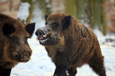 Wild Boar Swine Hunting Information And Pictures All Wildlife Photographs