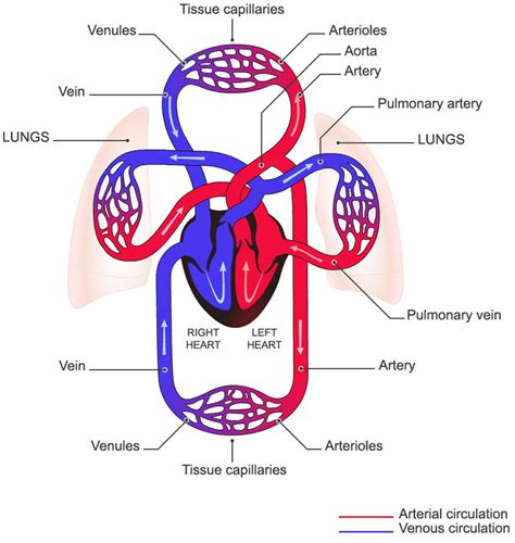 1 Schematic Of The Circulatory System 7 2 Schematic View Of The
