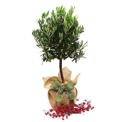 We did not find results for: Olive Tree Plant Gift By Giftaplant | notonthehighstreet.com