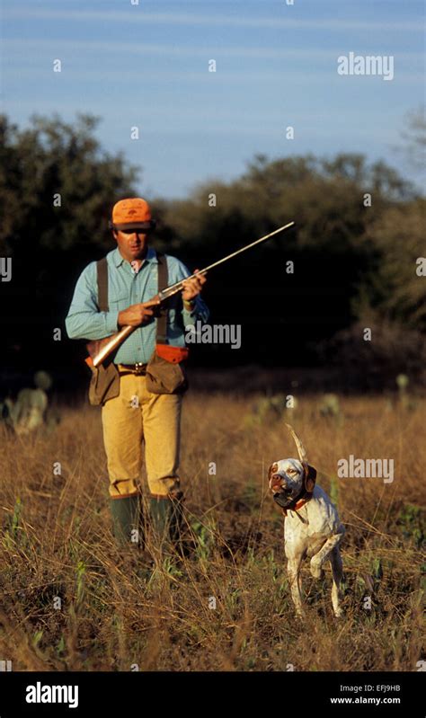 Texas Quail Hunter Approaches An English Pointer Dog Pointing A Covey