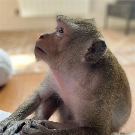 Macaque Monkey For Sale Adopt Macaque Monkey Macaque Monkey
