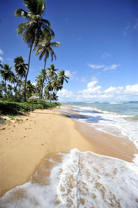 Salvador De Bahia Paradise Beach In Praia Do Forte Salvador De Bahia State Br Affiliate