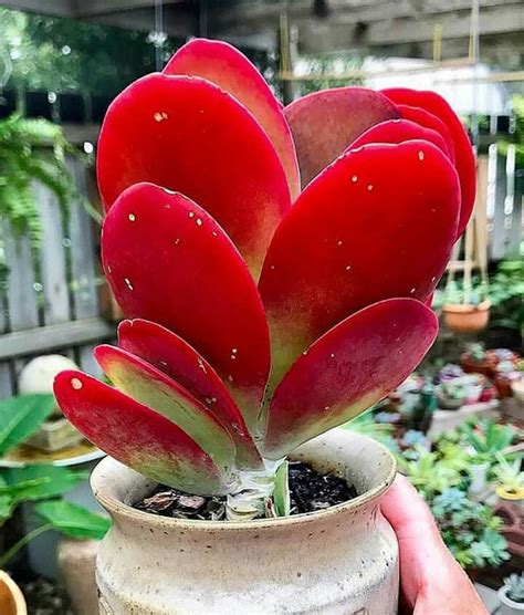 Rare Succulents Flowersandflowerthings Red Succulents Trees To Plant Succulent Garden Diy