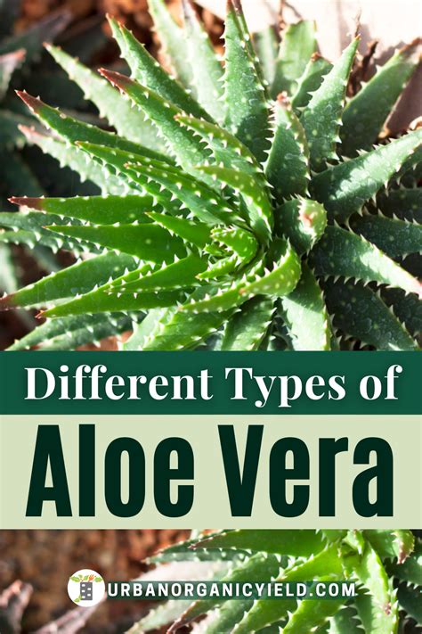 Types Of Aloe Vera Plants And Uses Aloe Plant Types Of Aloe Plants