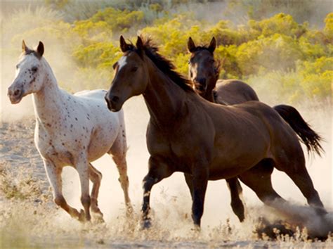 horses breeding domestication  feedstuffs