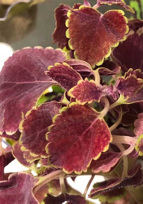 Coleus Trailing Red Unrooted Plant Cutting Etsy