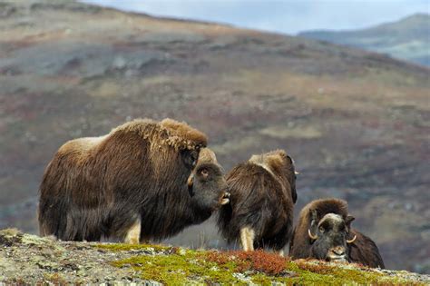 Dyret er indført til norge og har derfra bredt sig ind i jämtland i sverige. Naturfoto Einar Hugnes: Moskus i familieflokker og enslige ...
