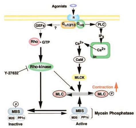 Regulation Of Smooth Muscle Contraction By Rho Kinase And Myosin