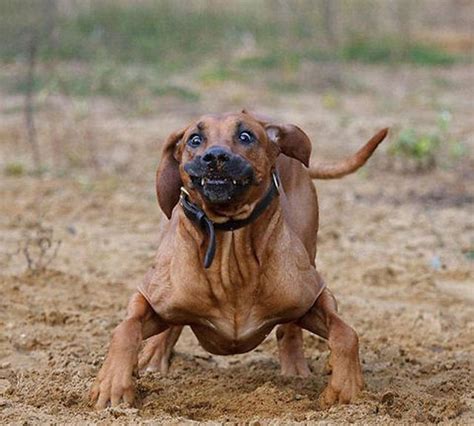27 Hilarious Dog Faces That Will Make You Laugh