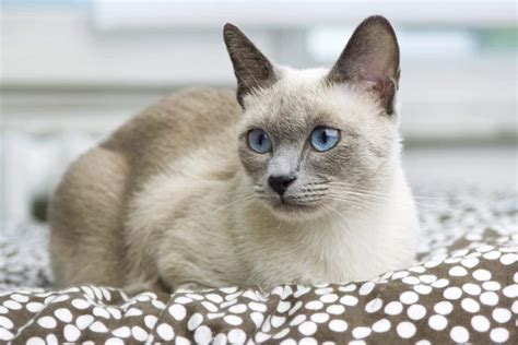 Blue Point Siamese Cats Traits Info Pics Vlrengbr