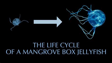 Mangrove Box Jellyfish Life Cycle Youtube