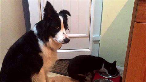 Funny Cat Steals The Dogs Dinner And He Is Not Happy Youtube