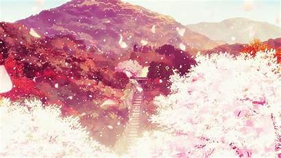Bunga Gambar Sakura Terpopuler Dp Close Animasi