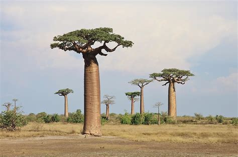 The Species of Baobab Trees - WorldAtlas