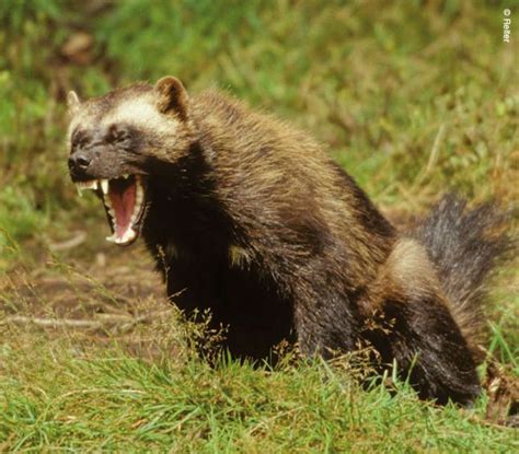 Wolverine Honey Badger Or Tasmanian Devil Millarworld