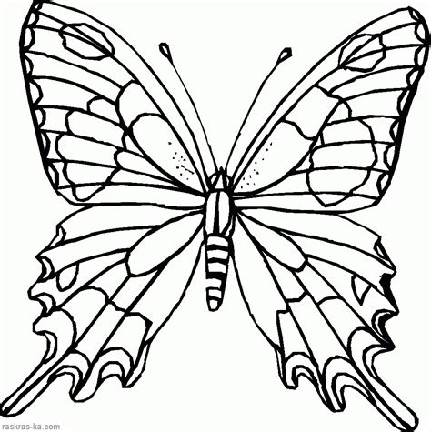 Mariposas Para Colorear O Dibujar Butterfly Template Butterfly