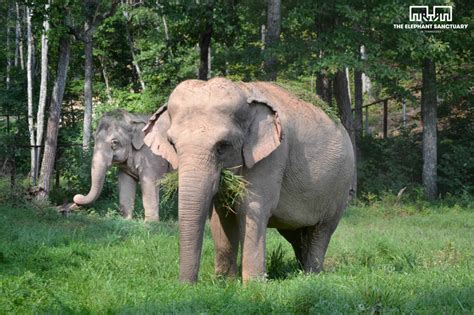Tennessees Elephant Sanctuary Celebrates World Elephant Day