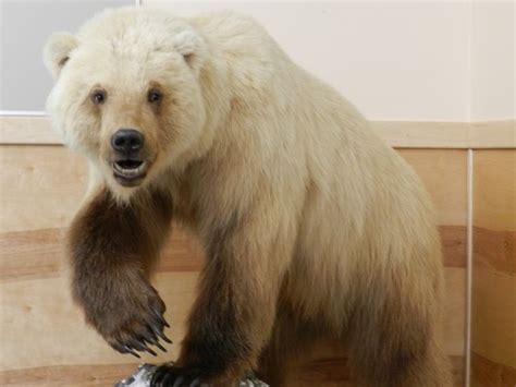 A Pizzly Grolar Bear An Interbreeding Of A Grizzly Bear And A Polar