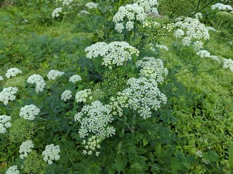 Queen Annes Lace Or Poison Hemlock Rwhatsthisplant