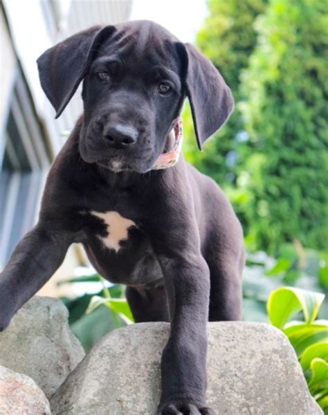 Once the litter you are looking for appears, please make sure you click on the breed name to find out more. LUNA Female Great Dane Puppy in 2020 | Dane puppies, Great ...
