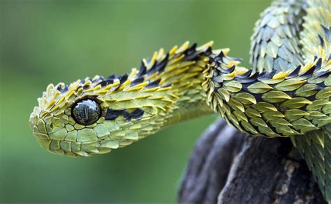 Ten Of The Worlds Most Amazing And Unusual Snakes