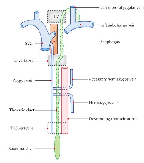 Comparison of thoracic duct ligation plus subphrenic pericardiectomy with or without cisterna chyli ablation for treatment of idiopathic chylothorax in cats. Image result for thoracic duct | Thoracic duct, Thoracic, Duct