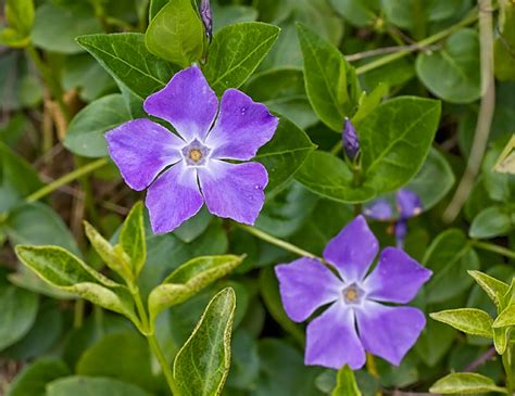 The flower's popularity probably derives in part from its ability to bloom for so long! #2 flowers zone 9 flowers zone 9 | tanaltivaytansensible