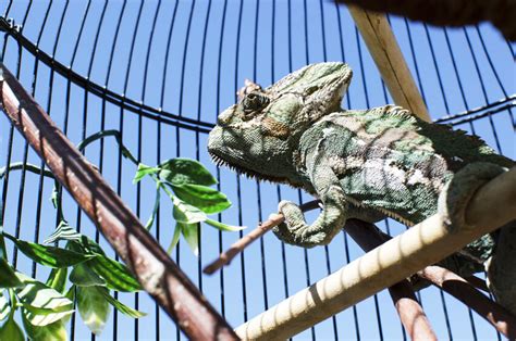 Jul 15, 2021 · the veiled chameleon, also known as the yemen chameleon, is the most common type of chameleon kept as a pet. How to Build a Chameleon Cage | eBay