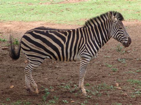 Common Or Burchells Zebra Equus Quagga Zoochat