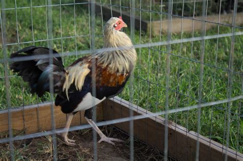 Cross Roosters Nichols Game Fowl Farm